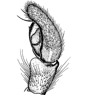 speciesimage