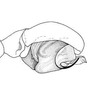 speciesimage