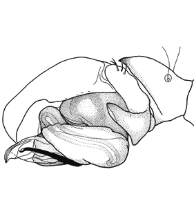 speciesimage