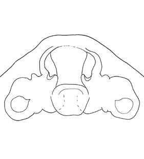 speciesimage