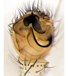 species