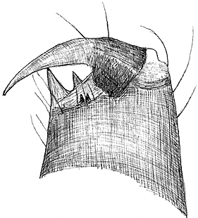 species