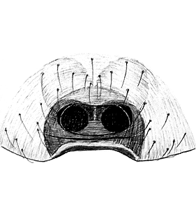 species