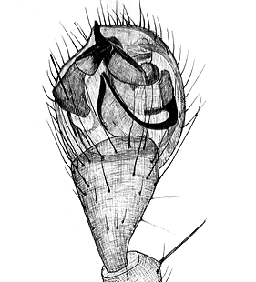 species