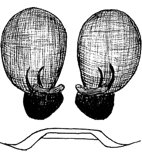 species