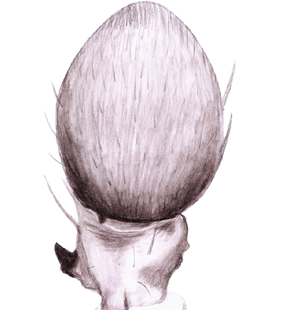 speciesimage