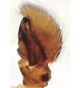 speciesimage