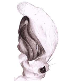 speciesimage