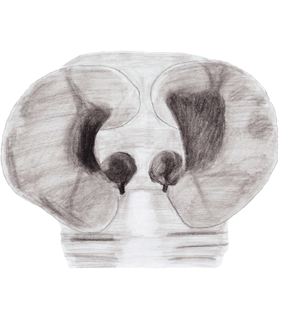 speciesimage
