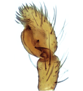 speciesimage