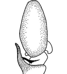 speciesimage