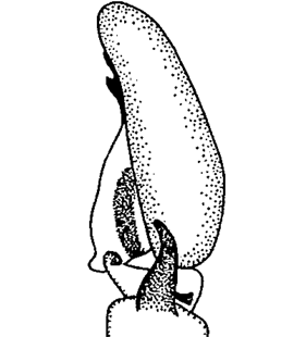 speciesimage
