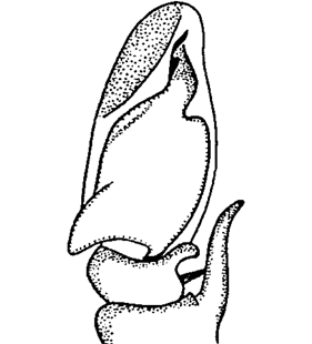 speciesimage