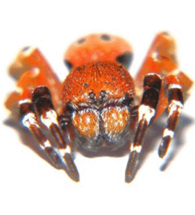 speciesimage