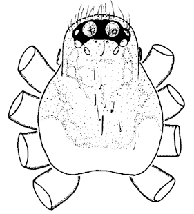 speciesimage
