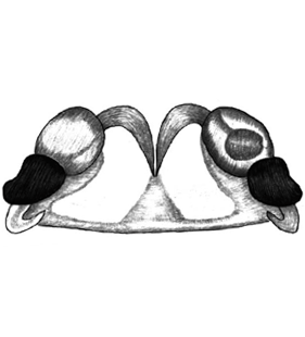 speciesimage