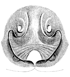 speciesimage