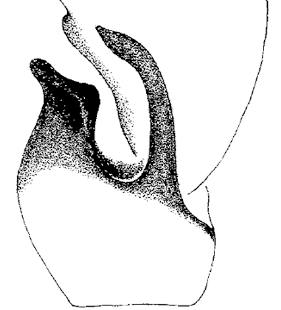 speciesimage