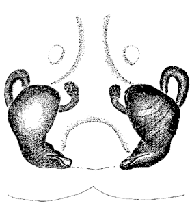 speciesimage