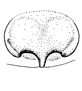 speciesimage