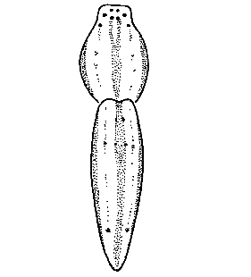 speciesimage