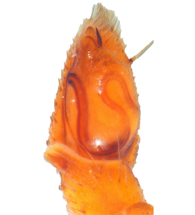 species