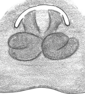 speciesimage