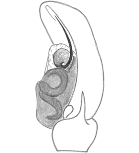 speciesimage