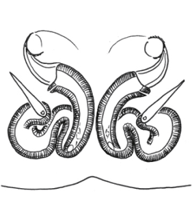 speciesimage