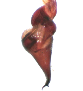 speciesimage