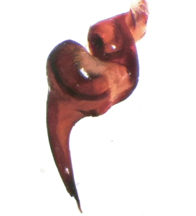 speciesimage