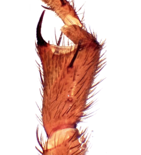 speciesimage