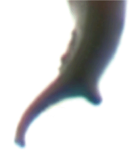 speciesimage