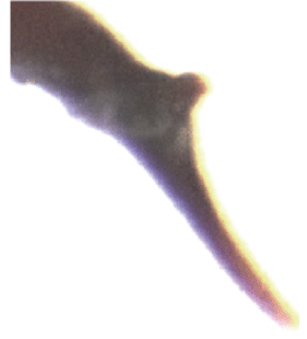 speciesimage