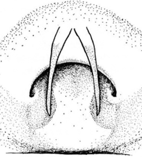 speciesimage