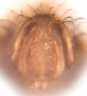 speciesimage