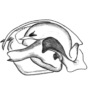 speciesimage