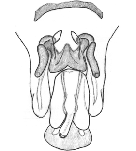 speciesimage