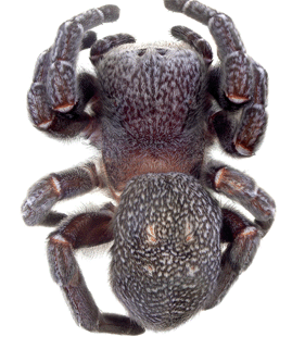 speciesimage