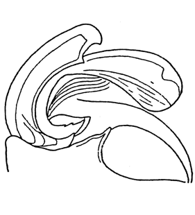 speciesimage