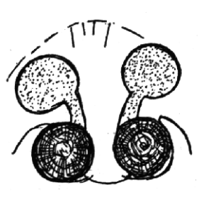 speciesimage