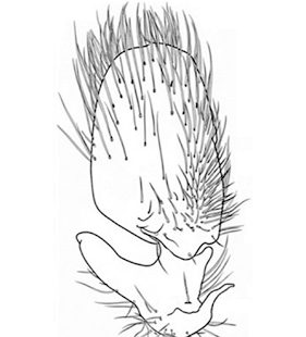 speciesimage