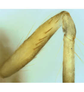 speciesimage