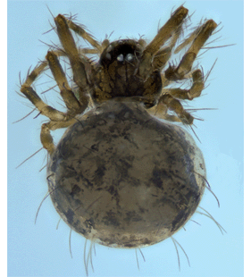 speciesimage