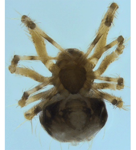 speciesimage