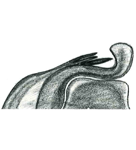 speciesimage