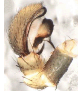 speciesimage
