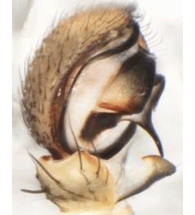 speciesimage
