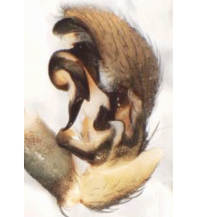 speciesimage