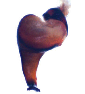 speciesimage